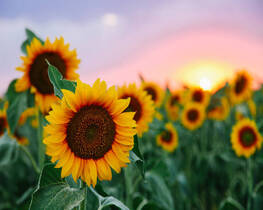sunflower