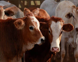 cattle