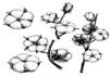 cotton farmers 