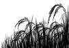 Paddy Farmers
