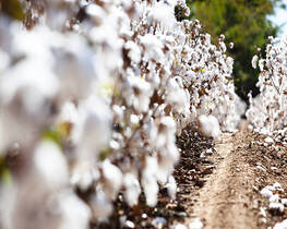 cotton