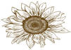 Sunflower farmers