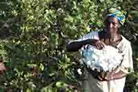 Cotton Farmers