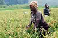 Paddy Farmers