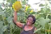 Sunflower Farmers