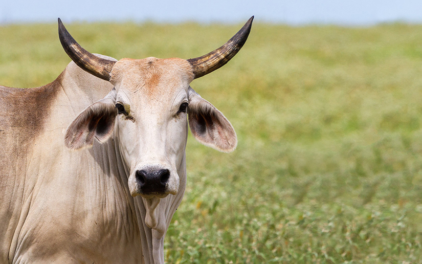 BRAHMAN