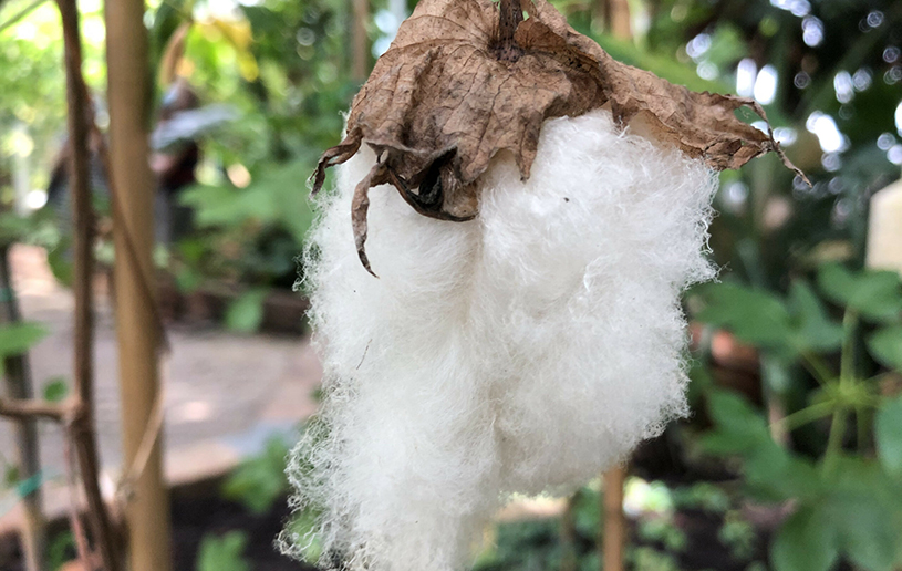 Gossypium barbadense
