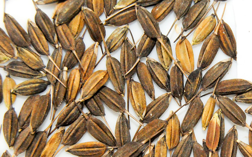 Oryza Glaberrima