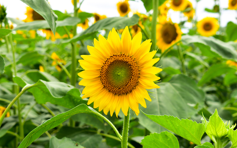 Helianthus annuus