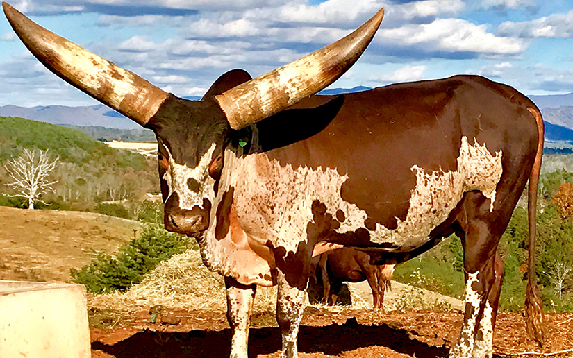 WATUSI