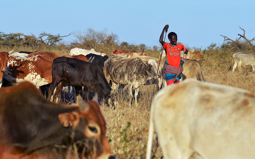 CATTLE GRAZING