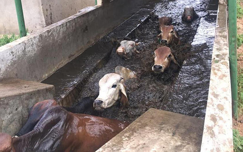 CATTLE DIPPING TROUGH