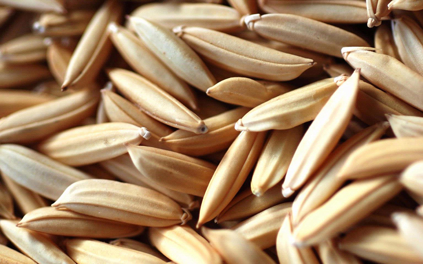 Oryza Sativa