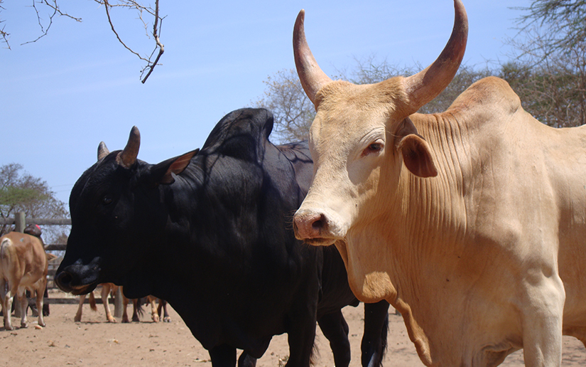 ZEBU BREED