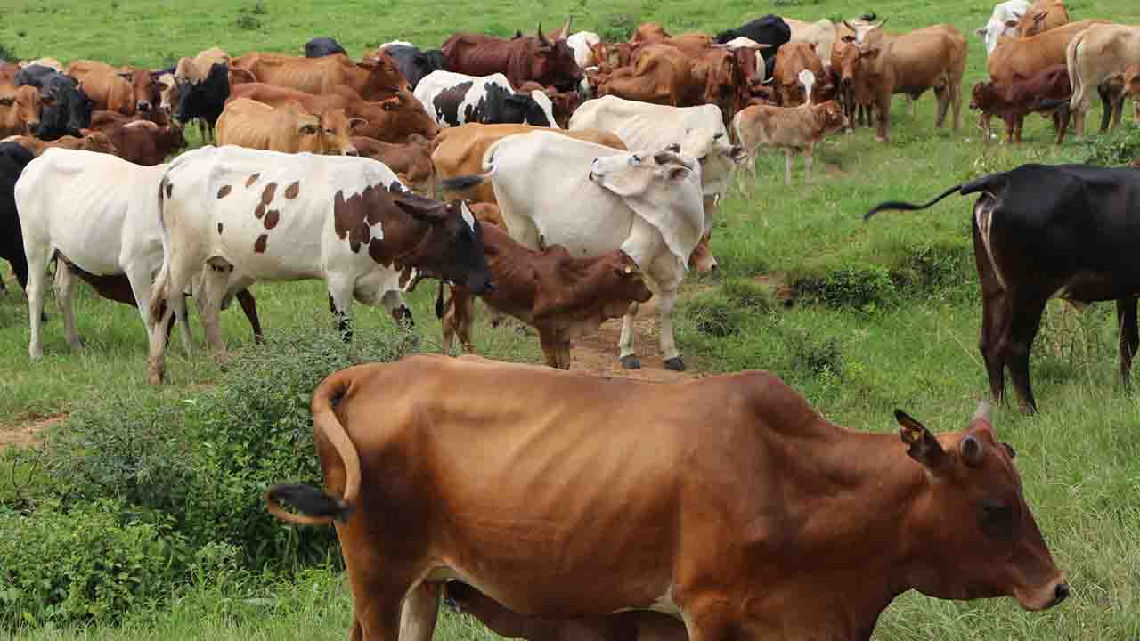cattle-gcu